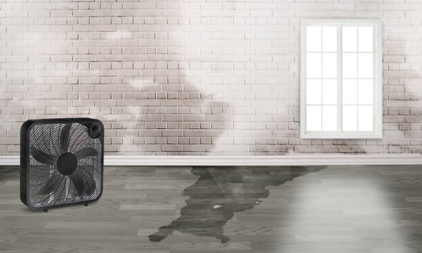 Best Mold removal after water damage  in Beech Mountain Lakes, PA